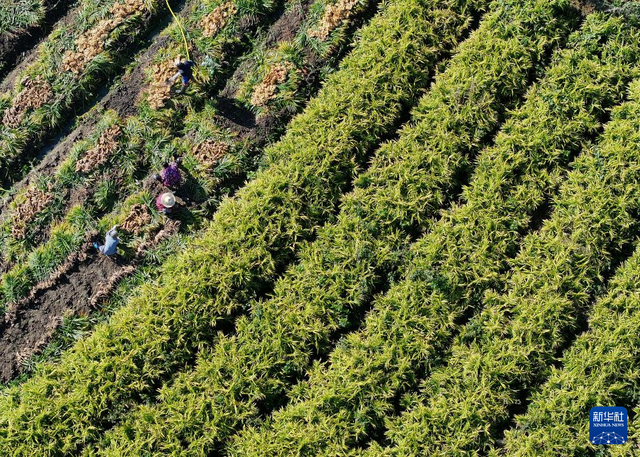 文化中国行·传统村落人文影像志丨湘南古村：深巷古祠间的诗意与乡愁