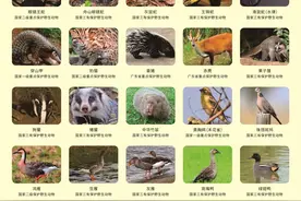 秋冬吃“野味”进补？广州市林业和园林局：食用野生动物是违法的图片