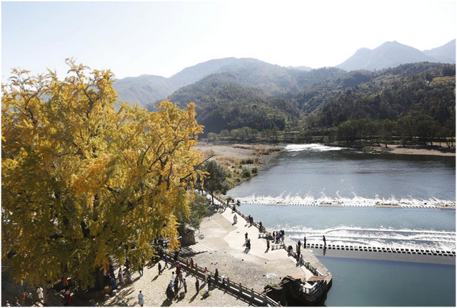 金灿灿的浓度到顶格！浙两天就是最佳观赏期