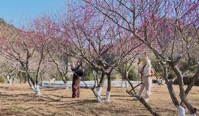 浙江冬日花海“提前营业” 赏花游激活文旅“小阳春”