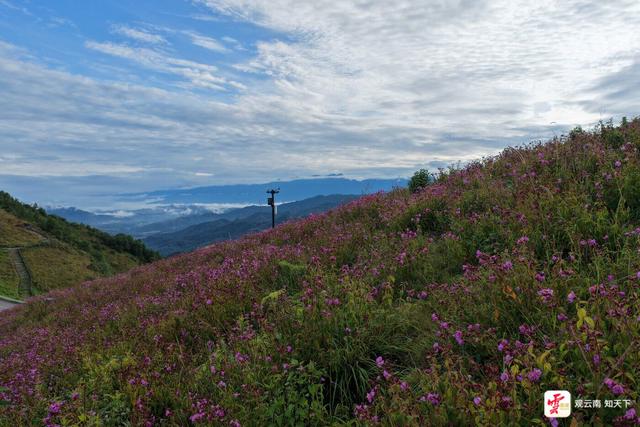 来云南旅居吧丨腾冲秋游草原正当时