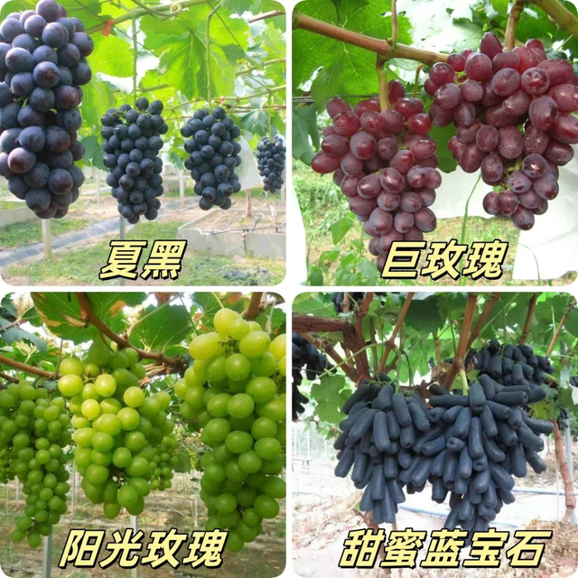 爆火！北京“隐藏版”梯田向日葵花海来了！