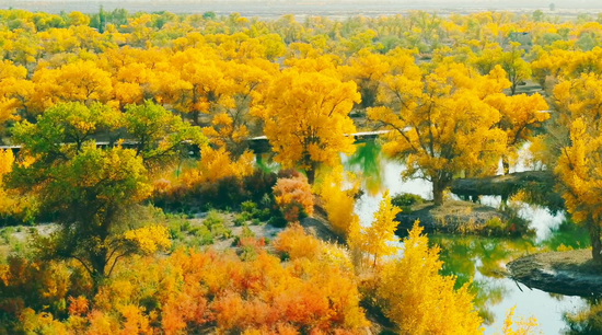 从“沙魔逼林”到“林海锁沙”：巴楚夏马勒胡杨林的生态蜕变