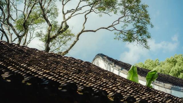 快来嘉定的“避暑山庄”,浸透一园清凉!
