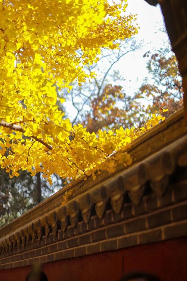 山东秋天的限定「色卡」，你集齐了吗？