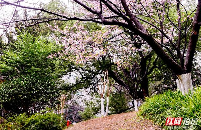 【赴春之约】快去！长沙晓园公园樱花全盛，花下人海已成风景