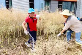 油菜地里的欢乐时光！洪山十一小举办油菜丰收节图片
