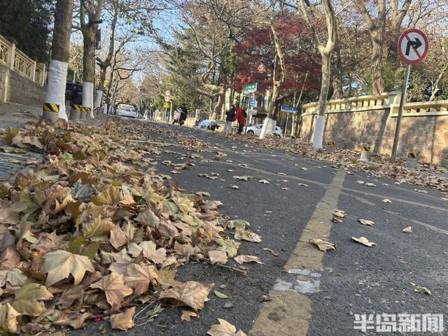 大风拂过八大关，落叶铺就冬日限定美景！