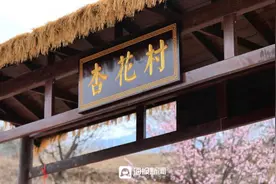 一缕春色杏花开 日照驼石沟春色满园游客来图片