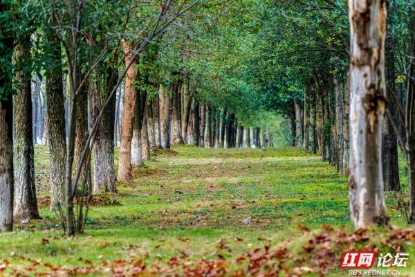 岁暖时刻丨长沙岳麓区藏着条林道，一步是一景