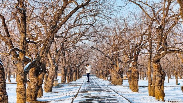 山东乐陵：雪落枣城美如画