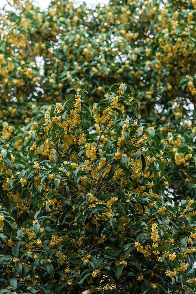 如果你要写溧水的秋天……（文末有福利）