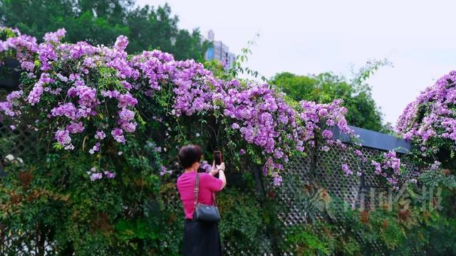 上线了！柳州新增多个“紫色打卡点”，具体位置公布→