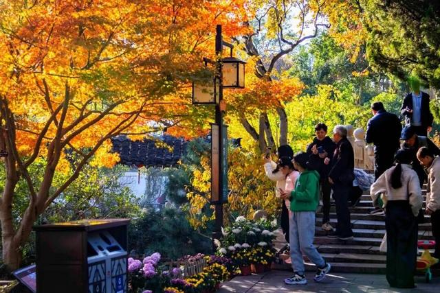 快冲！醉白池枫叶“皮肤”已更新至最美限定款