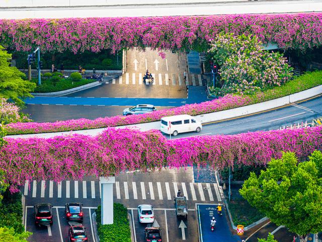 广州：“空中长廊”花团锦簇