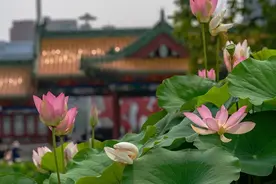 夏至｜暑气渐盛，夏日悠长图片