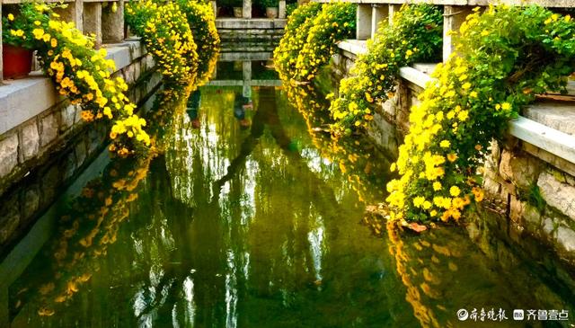 初冬暖意融融，快来趵突泉看菊花展