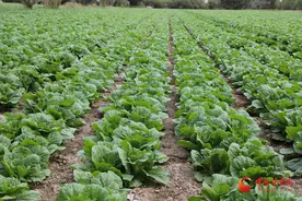 高台：秋浓谷沉糜穗香 碱地南瓜铺富路图片