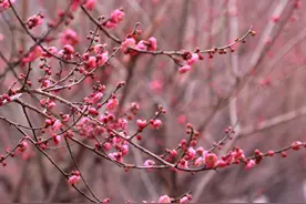 这些公园里的梅花盛放，快来感受“梅”好春光图片