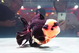 2024中国（福州）国际渔业博览会在福州举行（10）图片