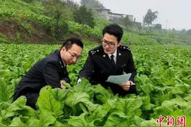 重庆榨菜出海“开门红” 今年前两月出口1967.4吨图片