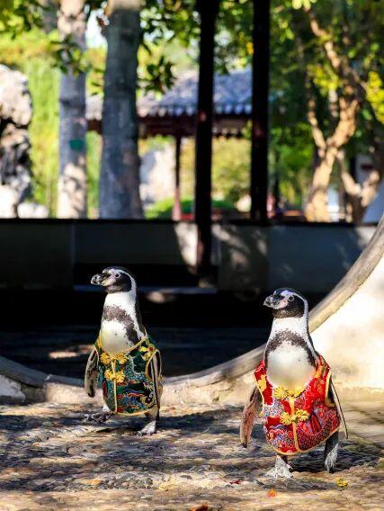 萌度“爆表”！洪堡企鹅最爱的瞻园秋景都在这里→