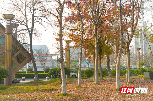 晴暖末班车！株洲神农湖彩叶美景别错过