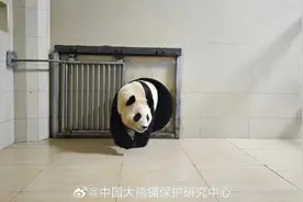 大熊猫“福宝”已顺利到家，状态良好图片
