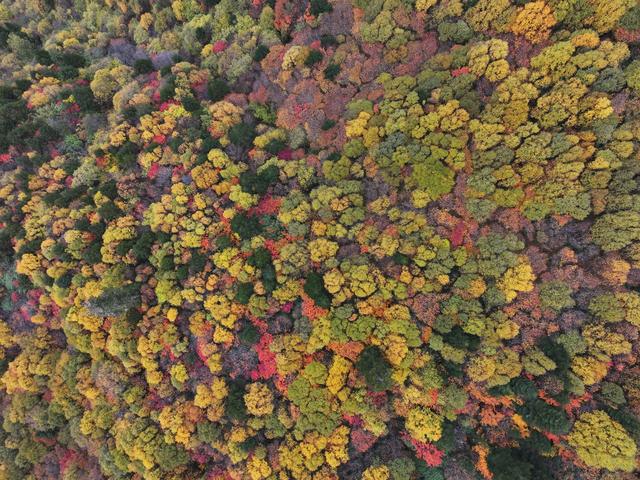 西藏林芝：色季拉山秋色浓