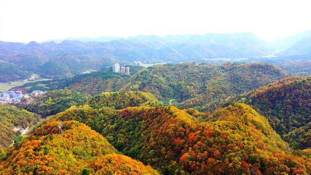 寻美兴山：又见榛子红