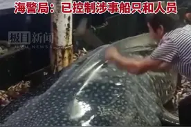 渔船船员用铁锤虐打鲸鲨后丢回海中，浙江海警局：已控制涉事船只和人员图片