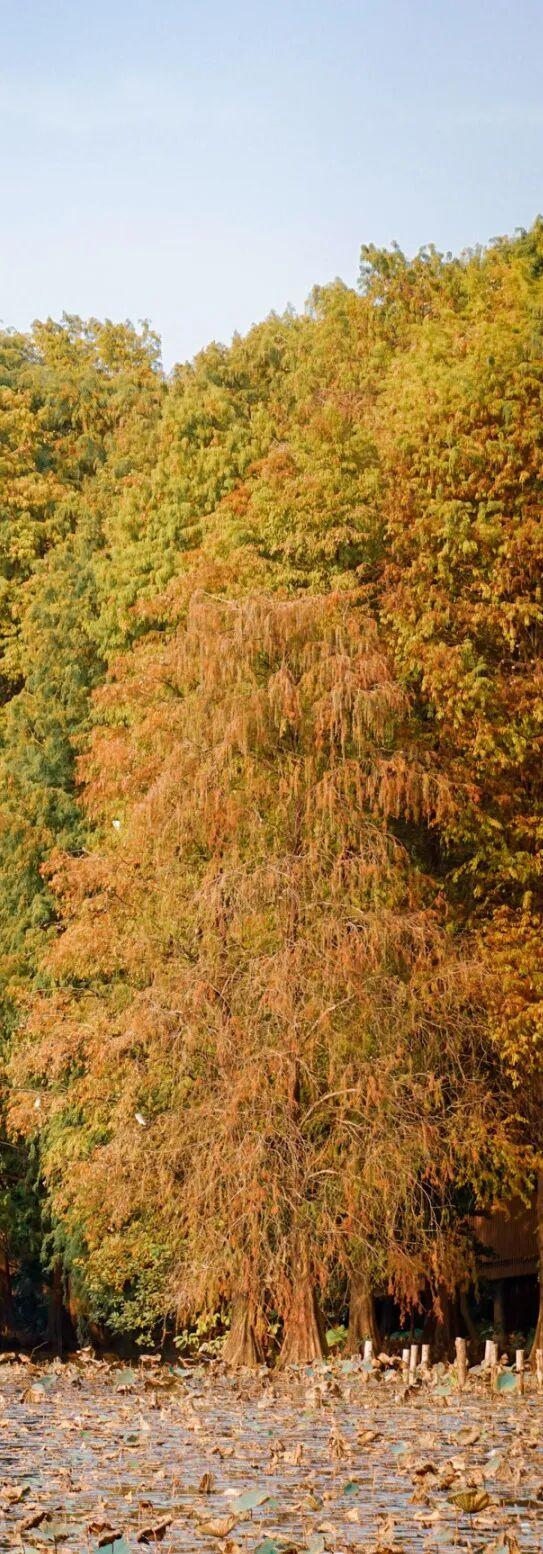 深圳秋日限定：三处落羽杉秘境，邂逅南国绚烂之季