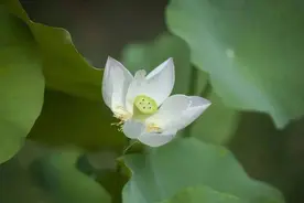 夜读丨人生不乐复何如图片