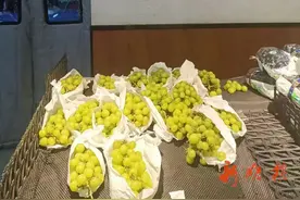 300元/斤→4元/斤！“葡萄中的爱马仕”如今很“亲民”图片