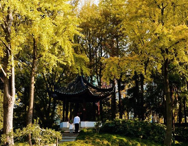 “美神”降临！太仓限定秋日美景，真的“杀”疯了！