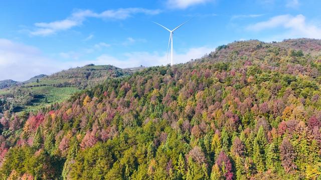 印江:万亩枫林绘就初冬绚烂画卷