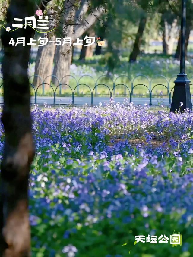 错过再等一年！北京这些地方马上“爆火”，打卡点来了——