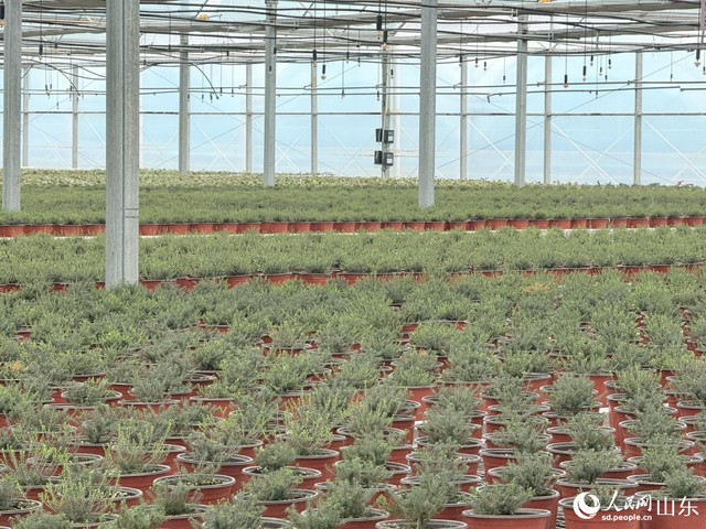 山东威海：成山民宿兴村，菱角湾红果富民