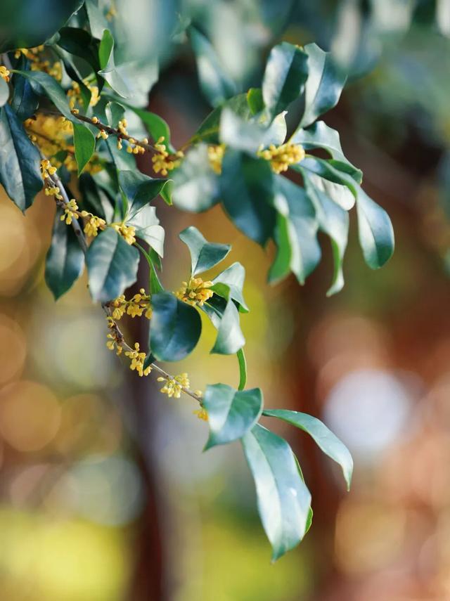 在嘉定街头，邂逅一场「秋日限定」香气