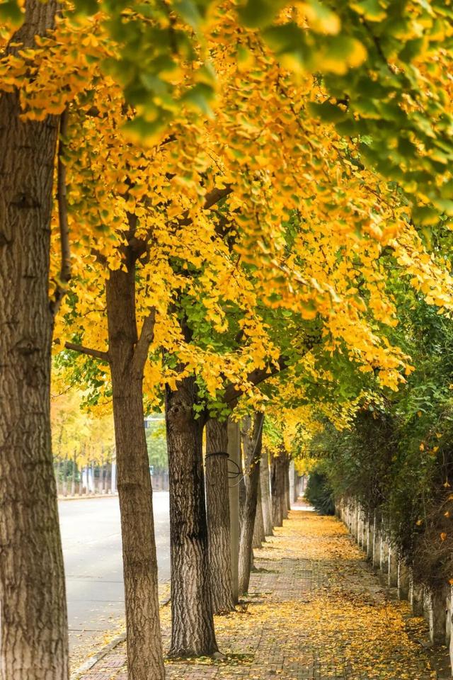 初冬限定上线了！德阳银杏打卡攻略请收好