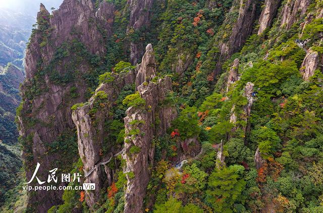 安徽黄山：峰林尽染秋意浓