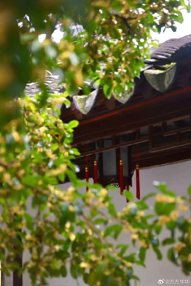 秦淮花事 | 秋日限定！在秦淮，与一场桂花雨不期而遇→