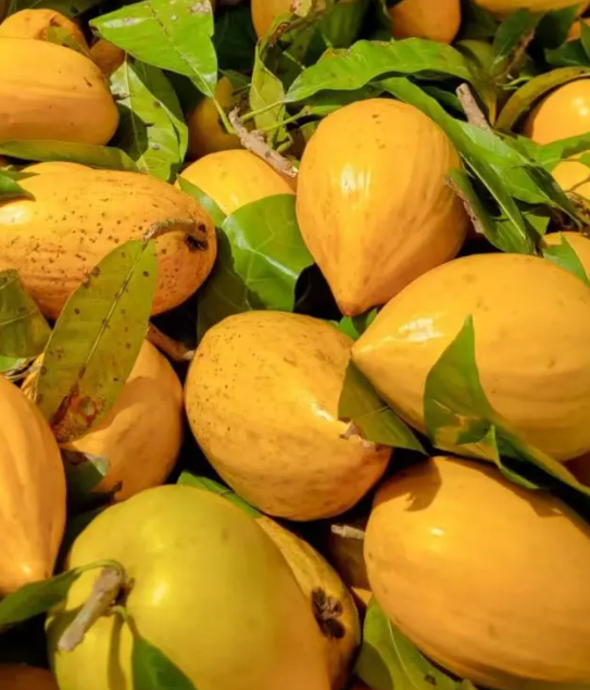 南宁冬季水果采摘全攻略 | 东北老铁、西北家人，告别猫冬！来南宁实现“水果自由”