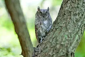 黄（渤）海猛禽跨海鸟道：万猛御风翱翔 山海接力护飞图片