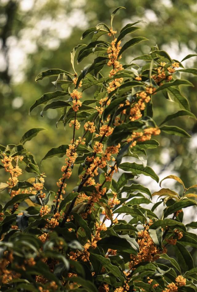 你闻到了吗？台江这些地方好香！