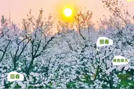 春天在“纳”里，一起期待2025纳雍樱桃花节图片