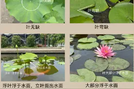 你能分辨荷花和睡莲吗？图片