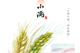 （图表·插画）图说节令·小满丨麦粒渐满图片