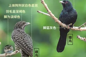 市民投诉鸟叫扰民，职能部门：不属于噪音图片