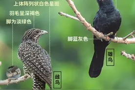 市民投诉鸟叫扰民，职能部门：不属于噪音图片